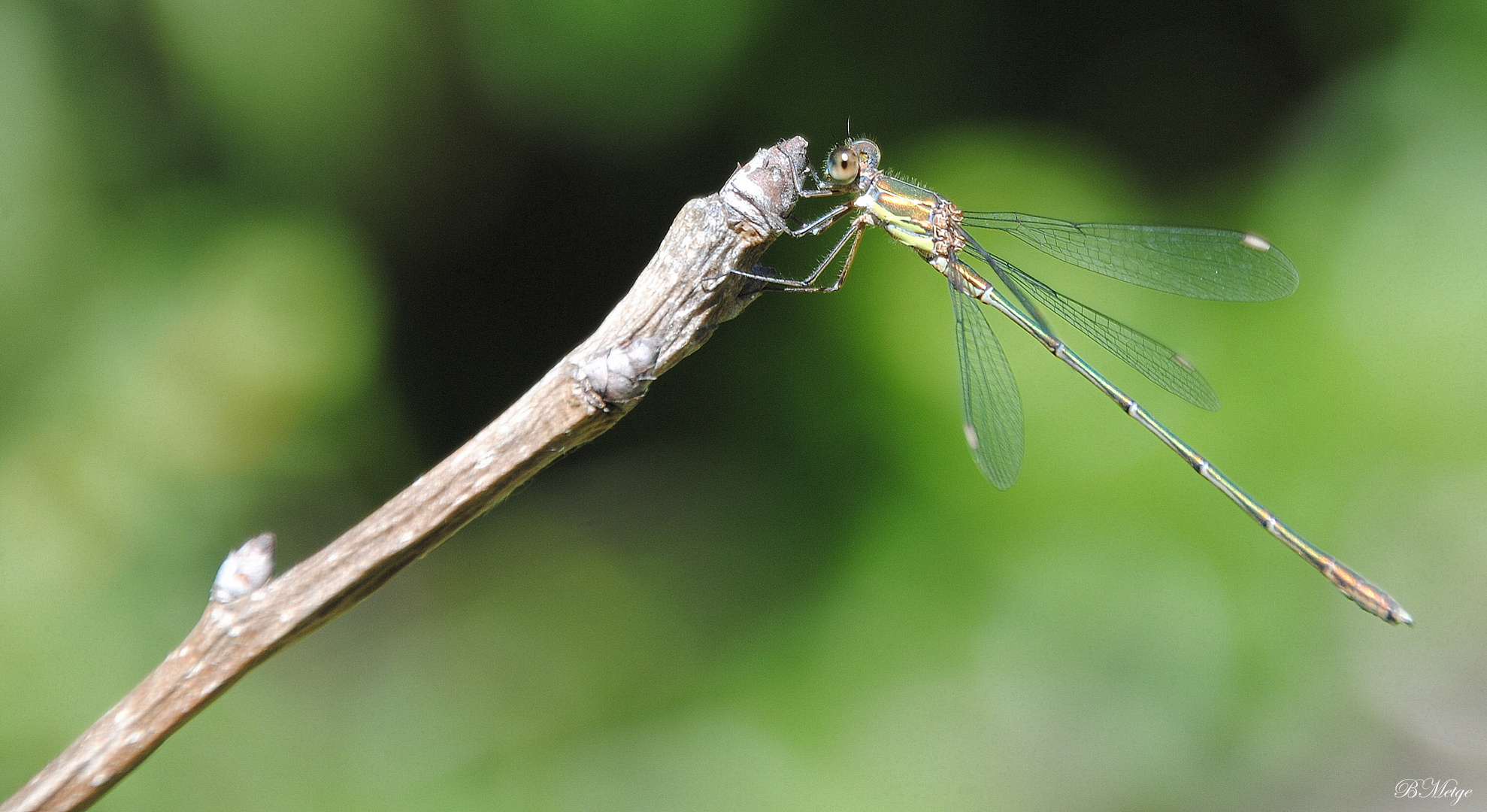 demoiselle