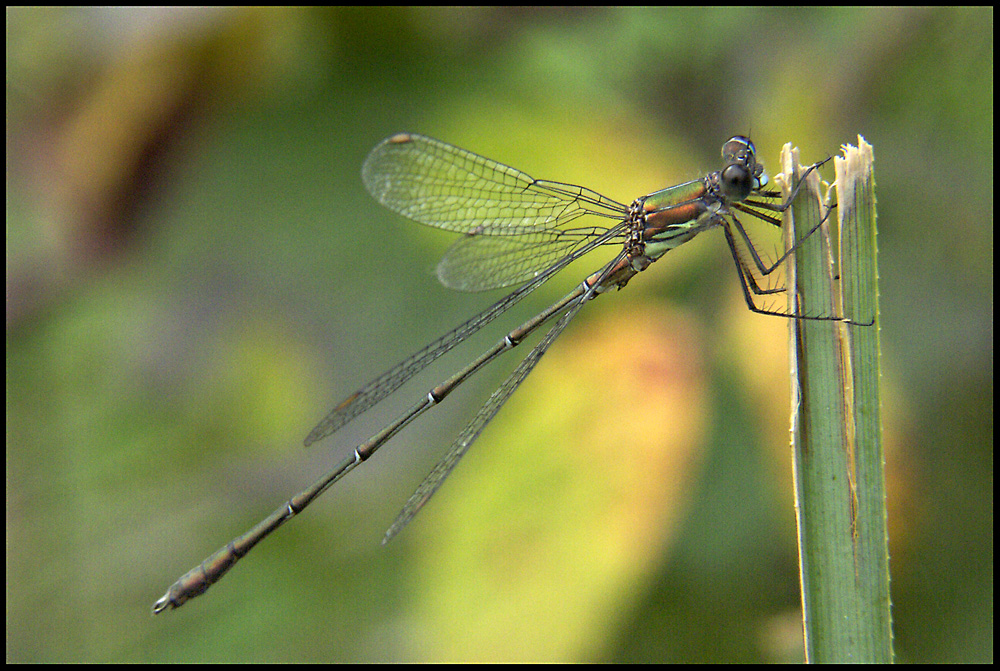 DEMOISELLE