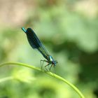 Demoiselle bleue