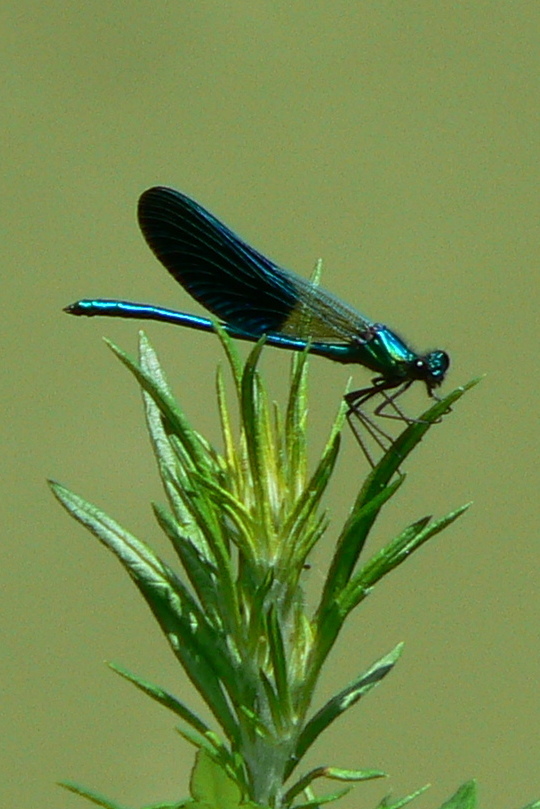 demoiselle ..........................