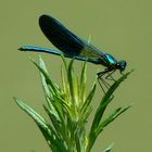 demoiselle ..........................