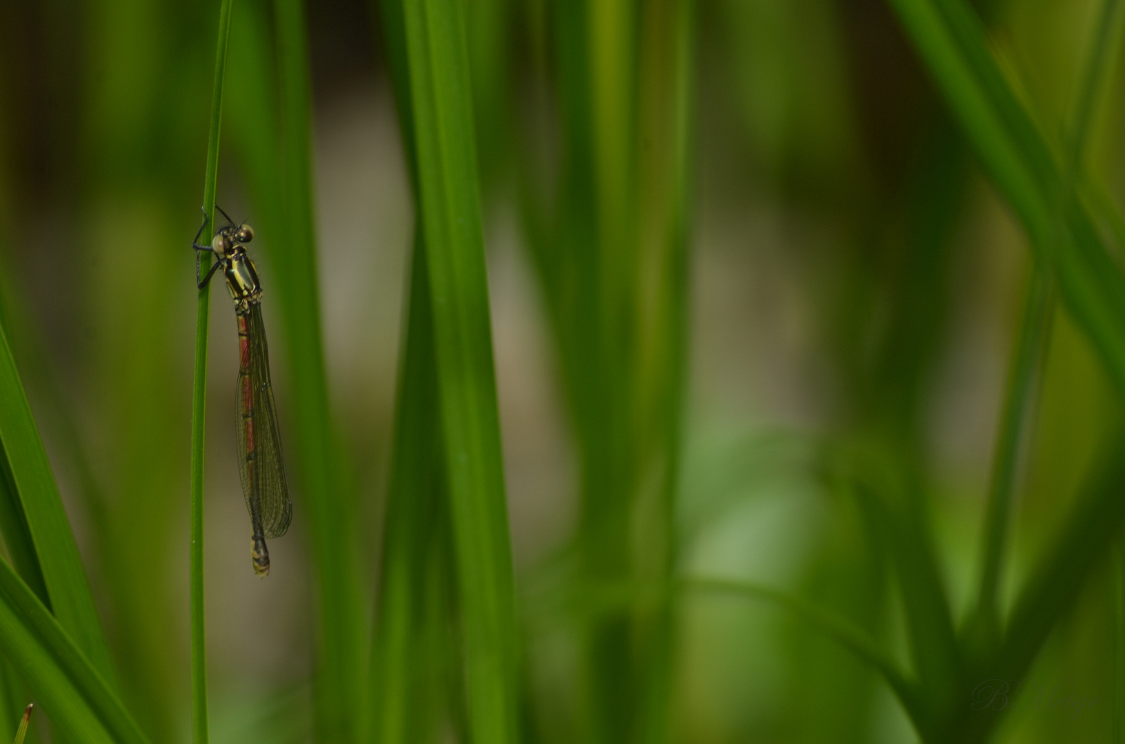 Demoiselle