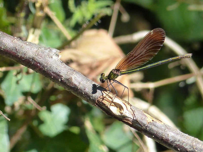 Demoiselle : Caloptéryx vierge (Calopteryx virgo ) femelle