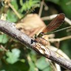 Demoiselle : Caloptéryx vierge (Calopteryx virgo ) femelle