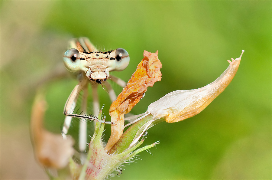 Demoiselle