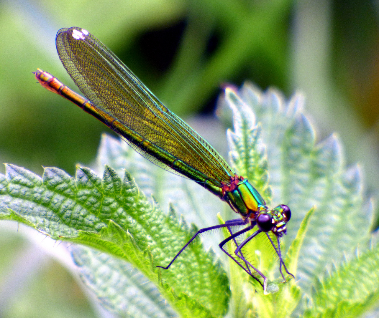 Demoiselle colorée