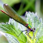 Demoiselle colorée