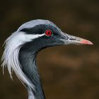 Demoiselle crane