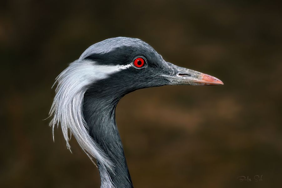 Demoiselle crane