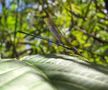 Demoiselle de Madagascar de Guyom 