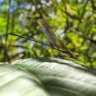 Demoiselle de Madagascar