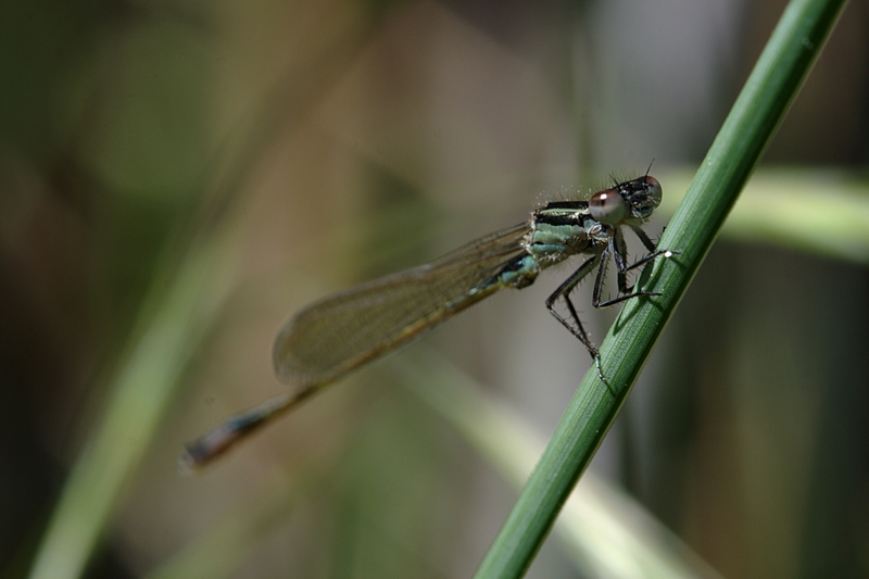 Demoiselle