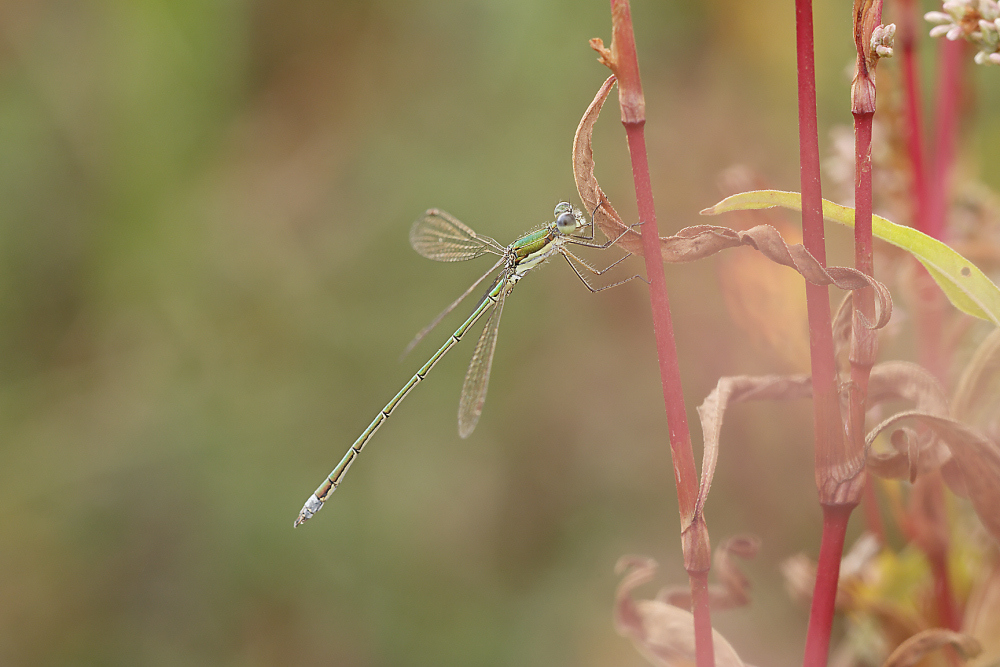 demoiselle