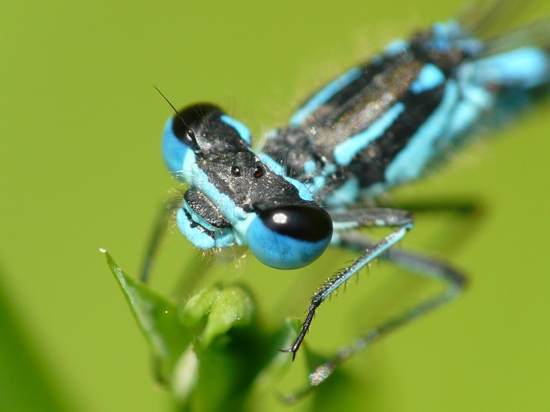 Demoiselle