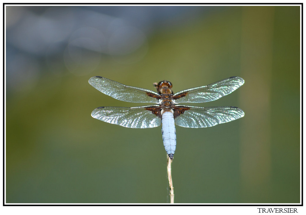 demoiselle