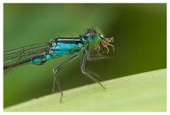 Demoiselle et sa proie (Ichnura elegans mâle)