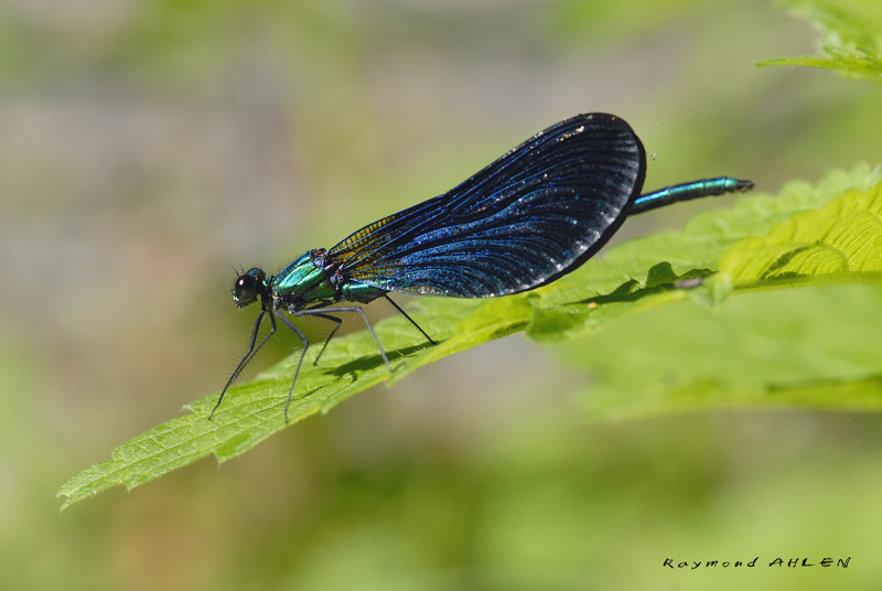 Demoiselle