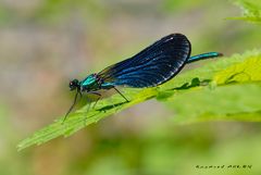 Demoiselle