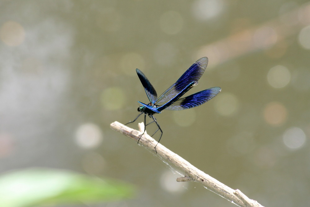 Demoiselle fait sa belle