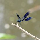 Demoiselle fait sa belle