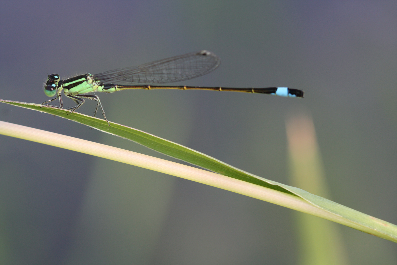 Demoiselle