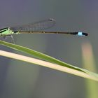 Demoiselle