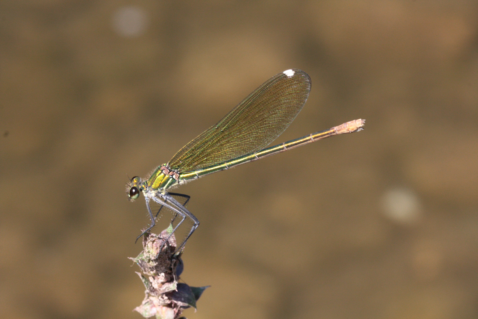 Demoiselle fragile