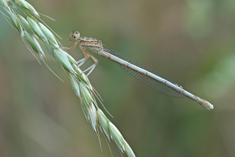 Demoiselle - in vornehmer Blässe