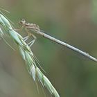 Demoiselle - in vornehmer Blässe