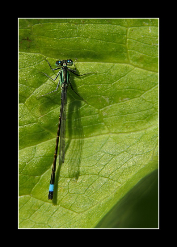 Demoiselle jouvencelle