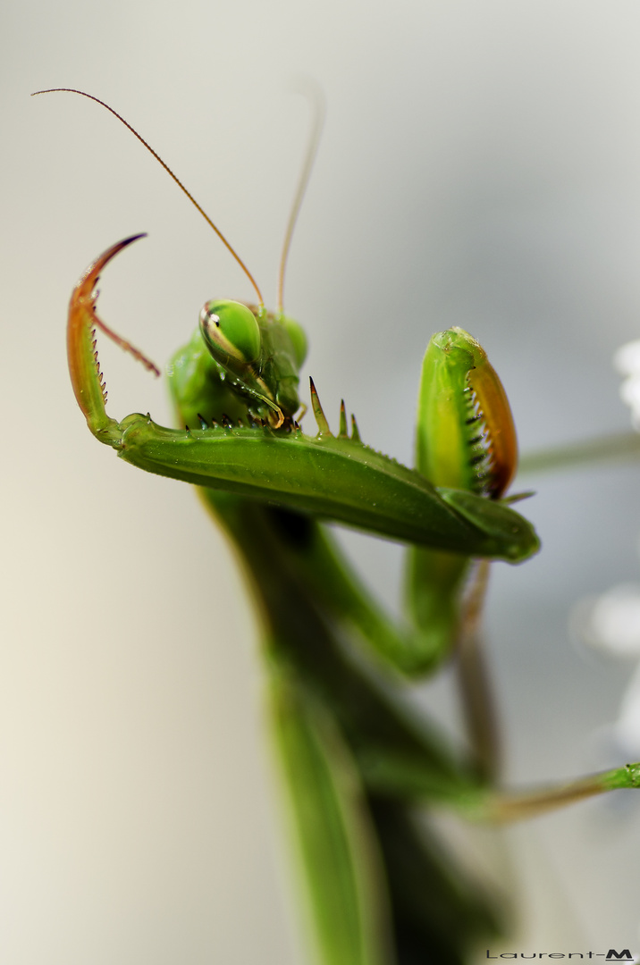 "demoiselle la mante se toilettant d un oeil mutin ....."