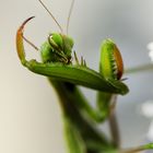 "demoiselle la mante se toilettant d un oeil mutin ....."