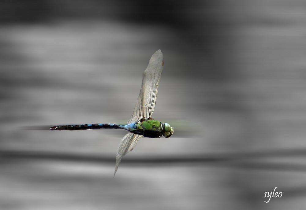 demoiselle libellule