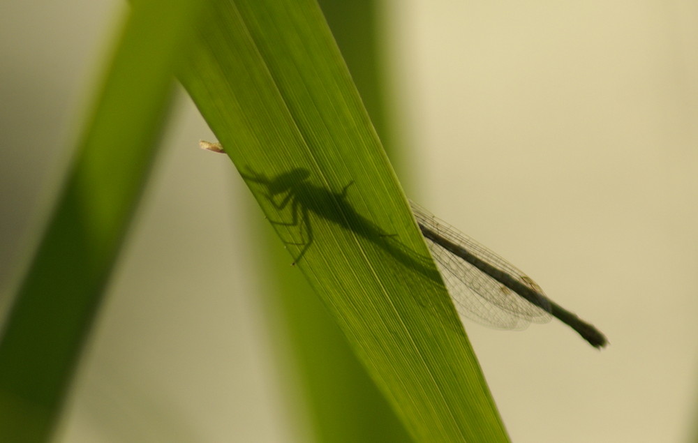 Demoiselle: photo décalée!! :)