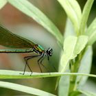 Demoiselle prend la pose