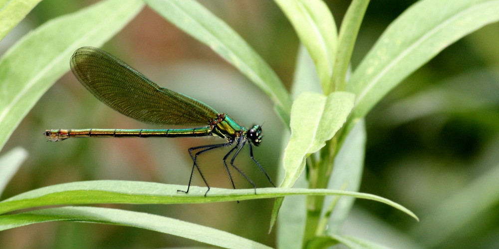 Demoiselle prend la pose