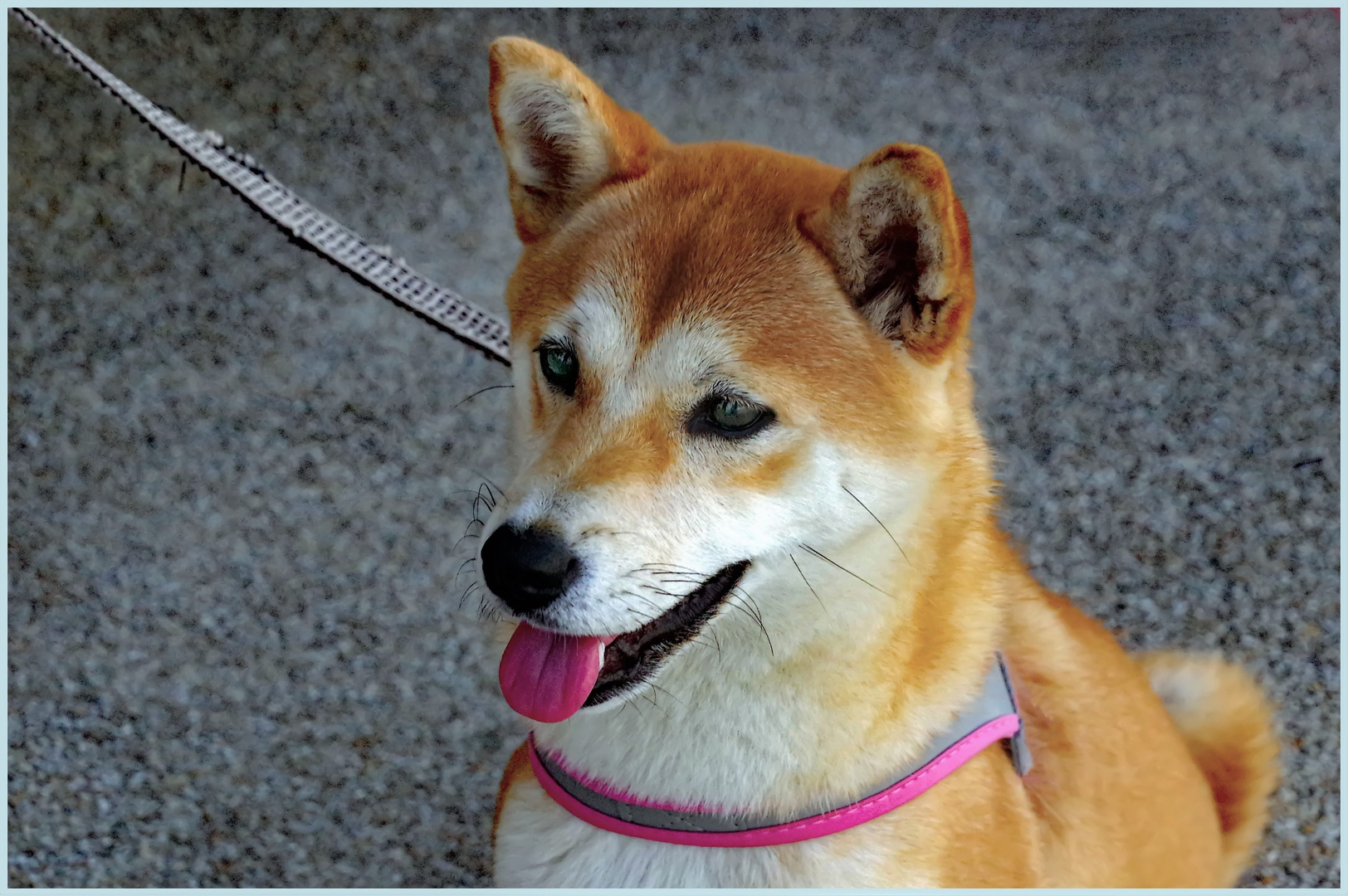  demoiselle shiba- inu