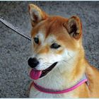  demoiselle shiba- inu