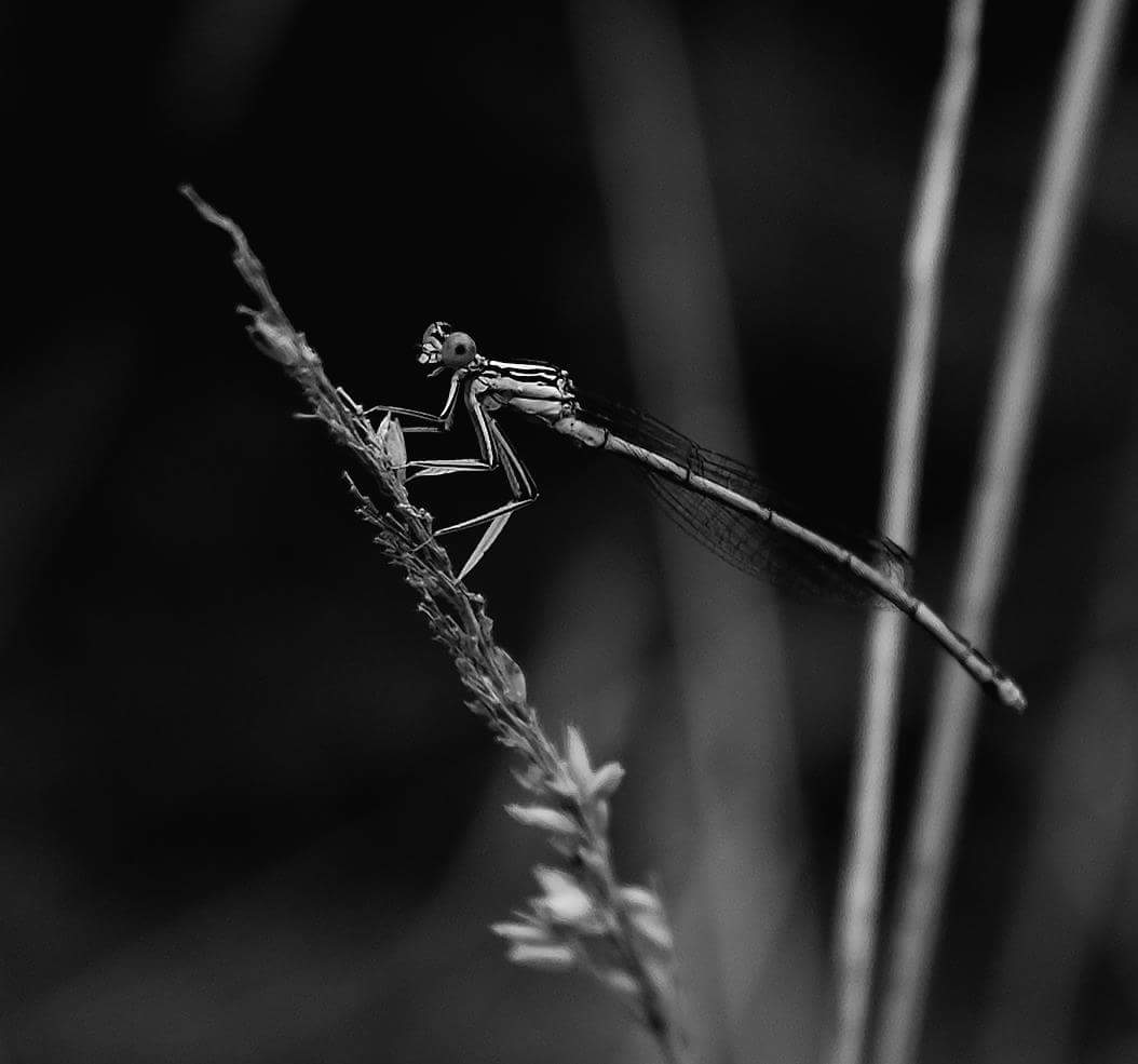 Demoiselle souriante