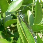 Demoiselle sur feuille de citronnier