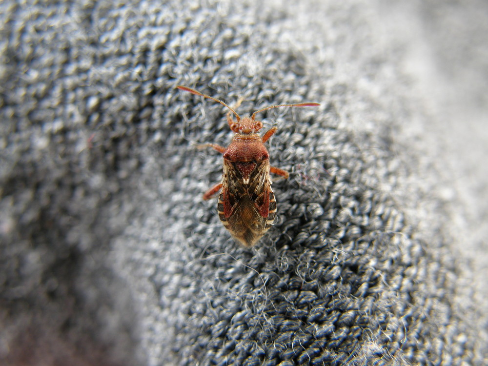 demoiselle sur mon pull.....