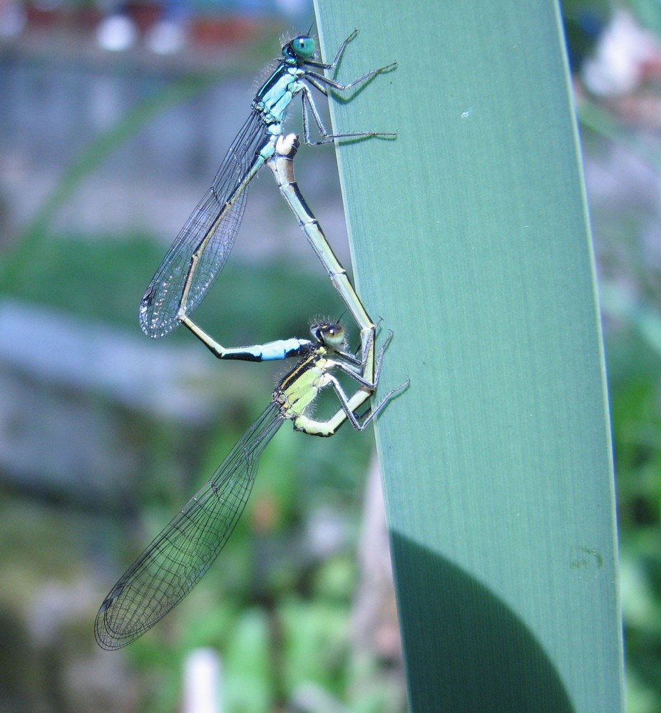 Demoiselles