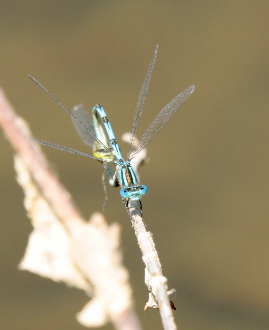 Demoiselles