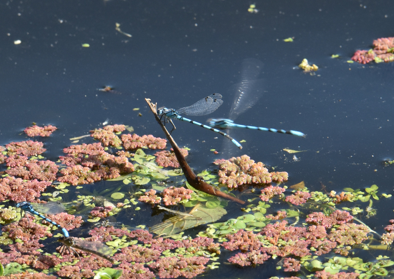 Demoiselles en quête de partenaires