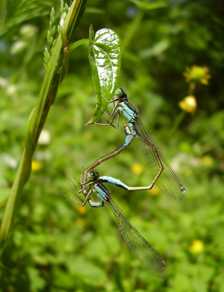 Demoiselles faites-vous belles...