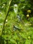 Demoiselles faites-vous belles... de Bio4ever