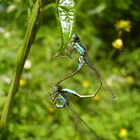 Demoiselles faites-vous belles...