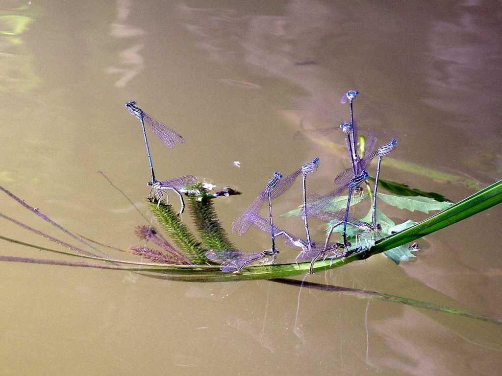 demoiselles sur le loir