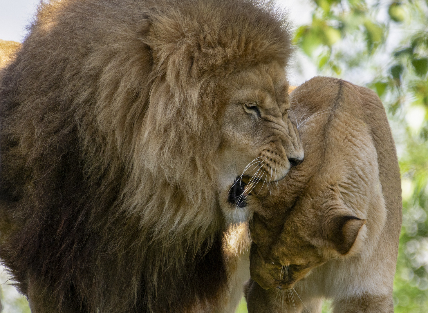 Démonstration d'amour (Panthera leo, lion d'Afrique)