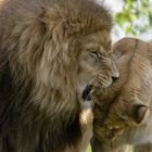 Démonstration d'amour (Panthera leo, lion d'Afrique)